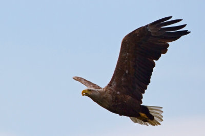 White-tailed Eagle, Havrn