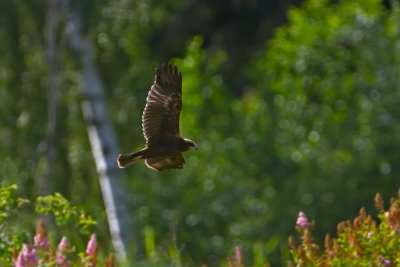 Sivhauk. Western Marsh-Harrier