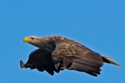 White-tailed Eagle, Havrn