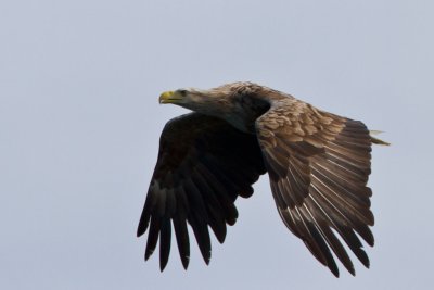 White-tailed Eagle, Havrn