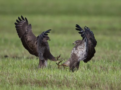 Common Buzzard. Musvk