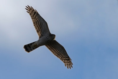 Sparrowhawk. Spurvehauk