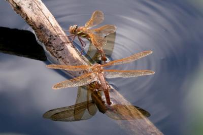 g4/01/612201/3/52037306.Aeshnagrandisfemale02.jpg