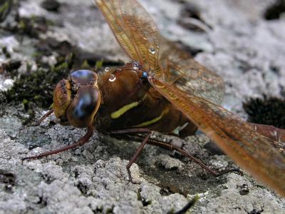 g4/01/612201/3/52037307.Aeshnagrandisfemale01.jpg