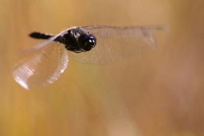 Svart hstlibelle, Black Meadowhawk, Sympetrum danae, male