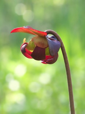 Pitcher Plant