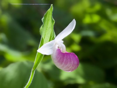 Showy Ladys Slipper Orchids