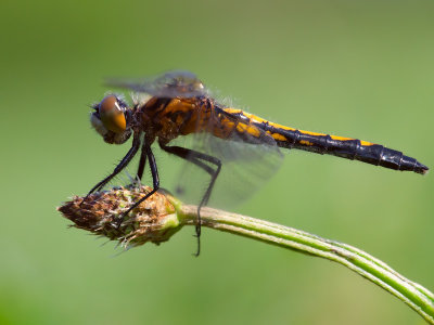 Dot-tailed Whiteface Dragonfly