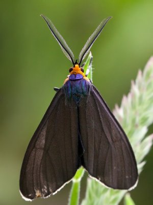 Ctenucha Moth