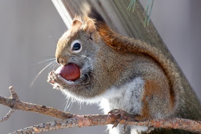 Red Squirrel with Horse Chestnut