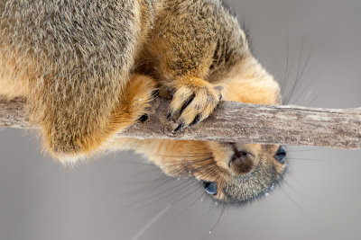 Fox Squirrel