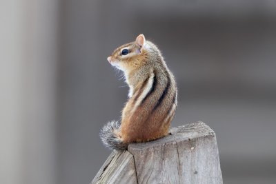 Chipmunk