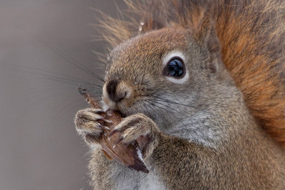 Red Squirrel with Tulip Tree Fruit