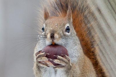 Red Squirrel with Horse Chestnut
