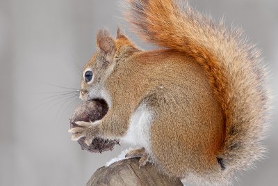 Red Squirrel with Horse Chestnut