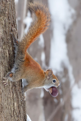 Red Squirrel with Horse Chestnut