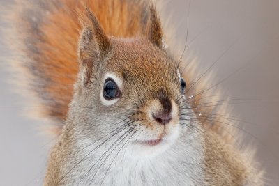 Red Squirrel