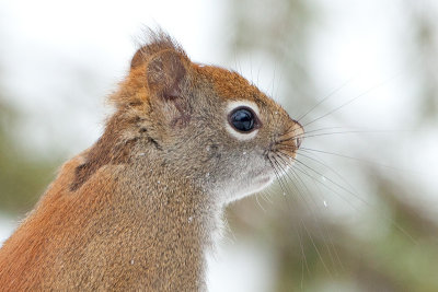 Red Squirrel