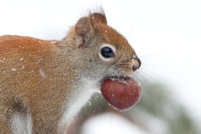 Red Squirrel with Horse Chestnut