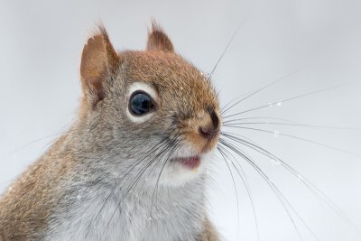 Red Squirrel