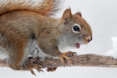 Red Squirrel