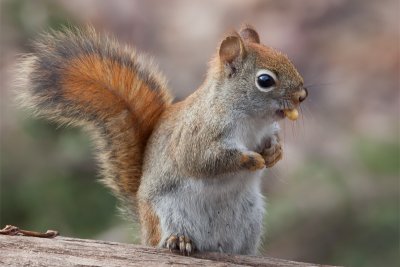 Red Squirrel with Corn Kernel