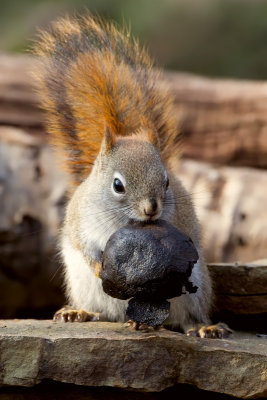 Red Squirrel with Black Walnut