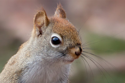 Red Squirrel