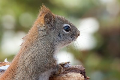 Red Squirrel