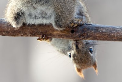Red Squirrel