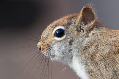 Red Squirrel