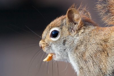 Red Squirrel with Peanut Butter