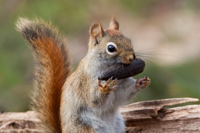 Red Squirrel with Tulip Tree Fruit