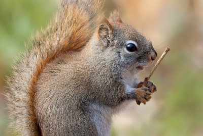 Red Squirrel with Mostly-eaten Tulip Tree Fruit