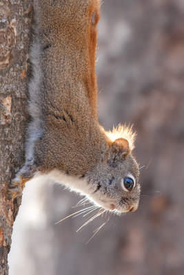 Red Squirrel