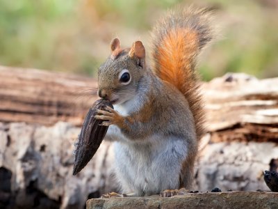 Red Squirrel with Tulip tree Fruit and Mohawk