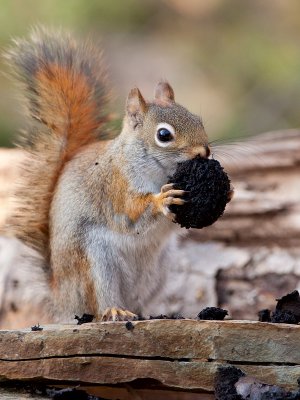 Red Squirrel with Black Walnut