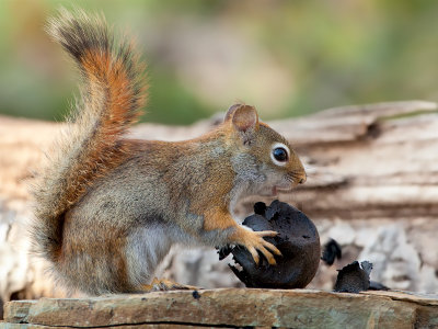 Red Squirrel with Black Walnut