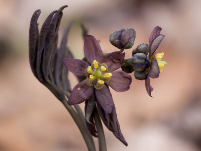 Early Blue Cohosh