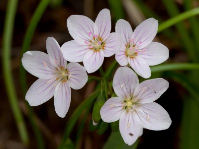 Virginia Spring Beauty