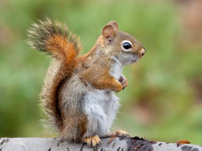 Red Squirrel