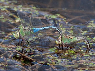 Common Green Darner Dragonflies