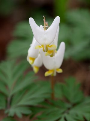 Dutchman's Breeches