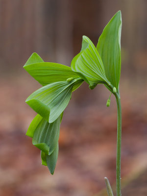 Hairy Solomon's Seal