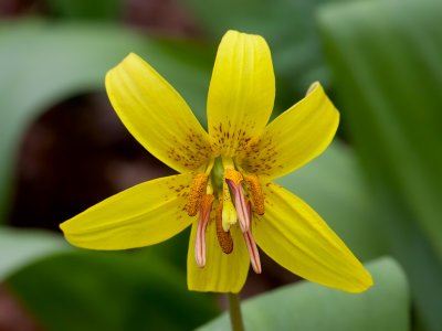 Dogtooth Violet