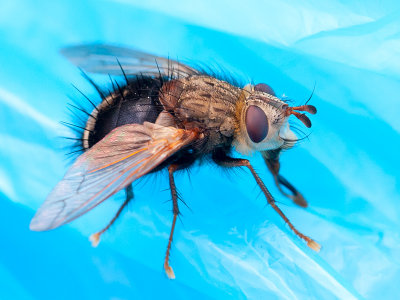 Fly on Plastic Grocery Bag