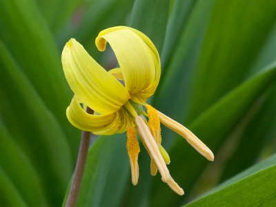 Dogtooth Violet