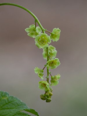 Garden Currant