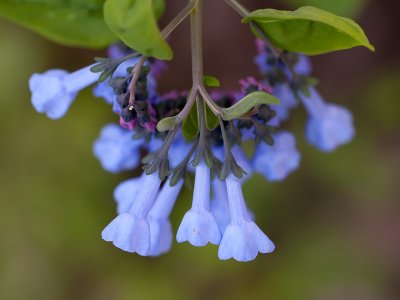 Virginia Bluebells