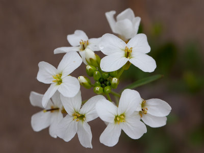 Lyre-leaved Rock Cress